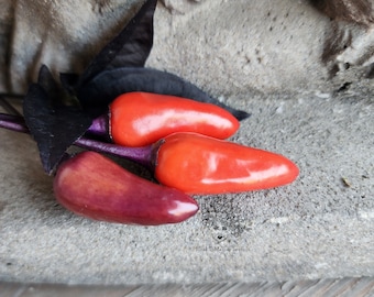 Zwarte jellybean-peperzaden