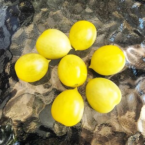 Barry&#39;s Crazy Cherry Tomato
