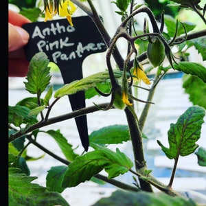 Op de afbeelding: Close-up van een tomatenplant met groene bladeren en gele bloemen. Een zwarte plantenlabel leest "Antho Pink Panther". De plant heeft kleine, groene tomaten die zich ontwikkelen. De foto is genomen in een kas.