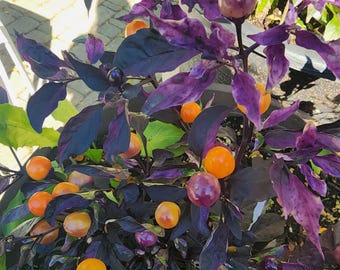 Midwest middernachtsinaasappelpeperzaden