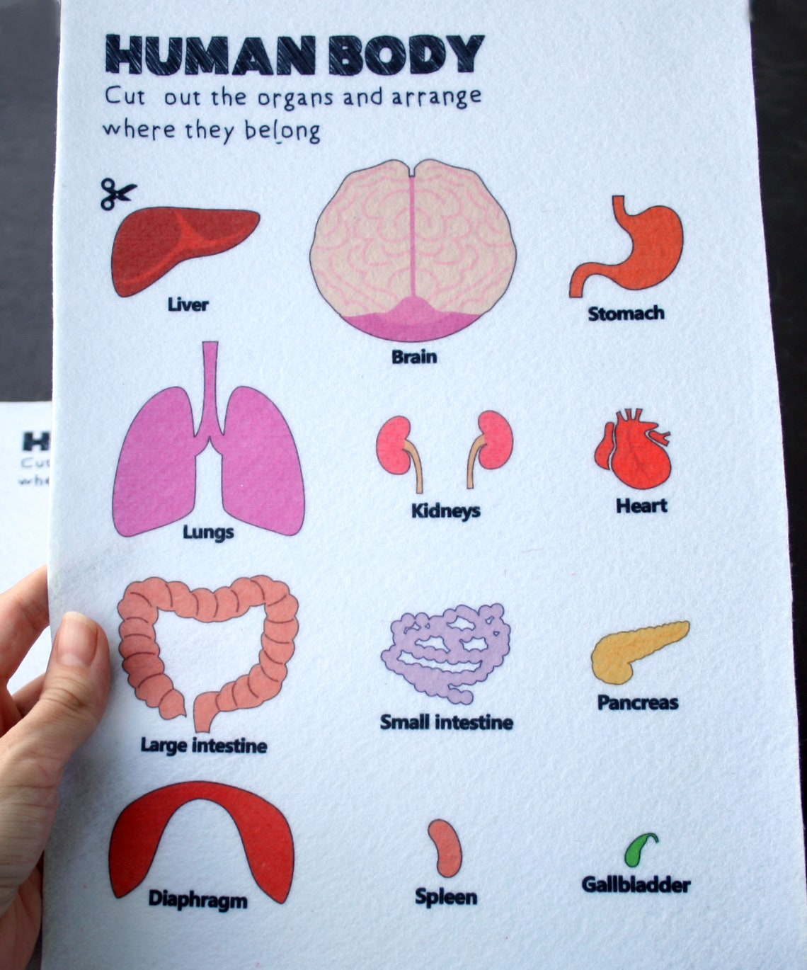 Human Anatomy Play Set Felt human body organs play set for Etsy
