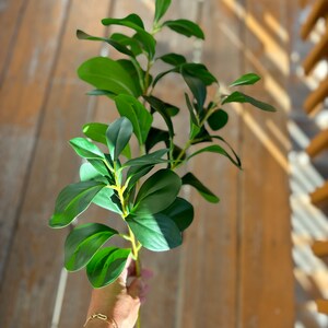 May include: A bunch of artificial green leaves with a stem, held in a hand.