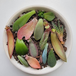 Succulent Leaves| 20 - 50 succulent leaves for propagation