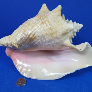 Puede incluir: Una gran concha de caracol rosa y marrón con un labio acampanado. La concha mide aproximadamente 20 cm de largo y 13 cm de ancho. Es un hermoso ejemplo de una concha de caracol.