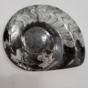 Puede incluir: Un fósil de amonita pulido que presenta una estructura de concha en espiral con patrones de sutura distintos e intrincados en tonos negro, gris y blanco. La superficie es lisa y brillante, resaltando las formaciones geológicas naturales.