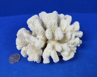 Coral Coliflor Blanca 6x6