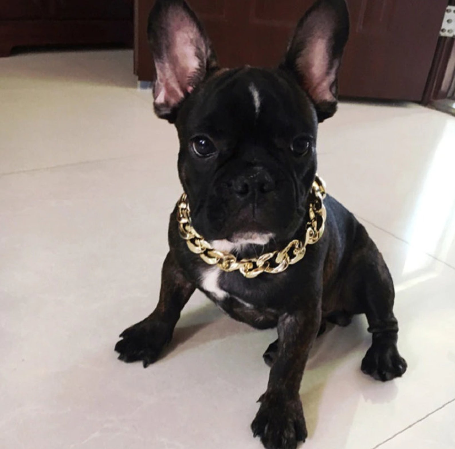 Cuban Link Bulldog Chain Bulldog Collar Gold Bulldog Chain Etsy