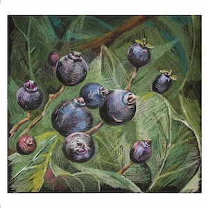Original Wild Berries Drawing: Colored Pencil Botanical Art
