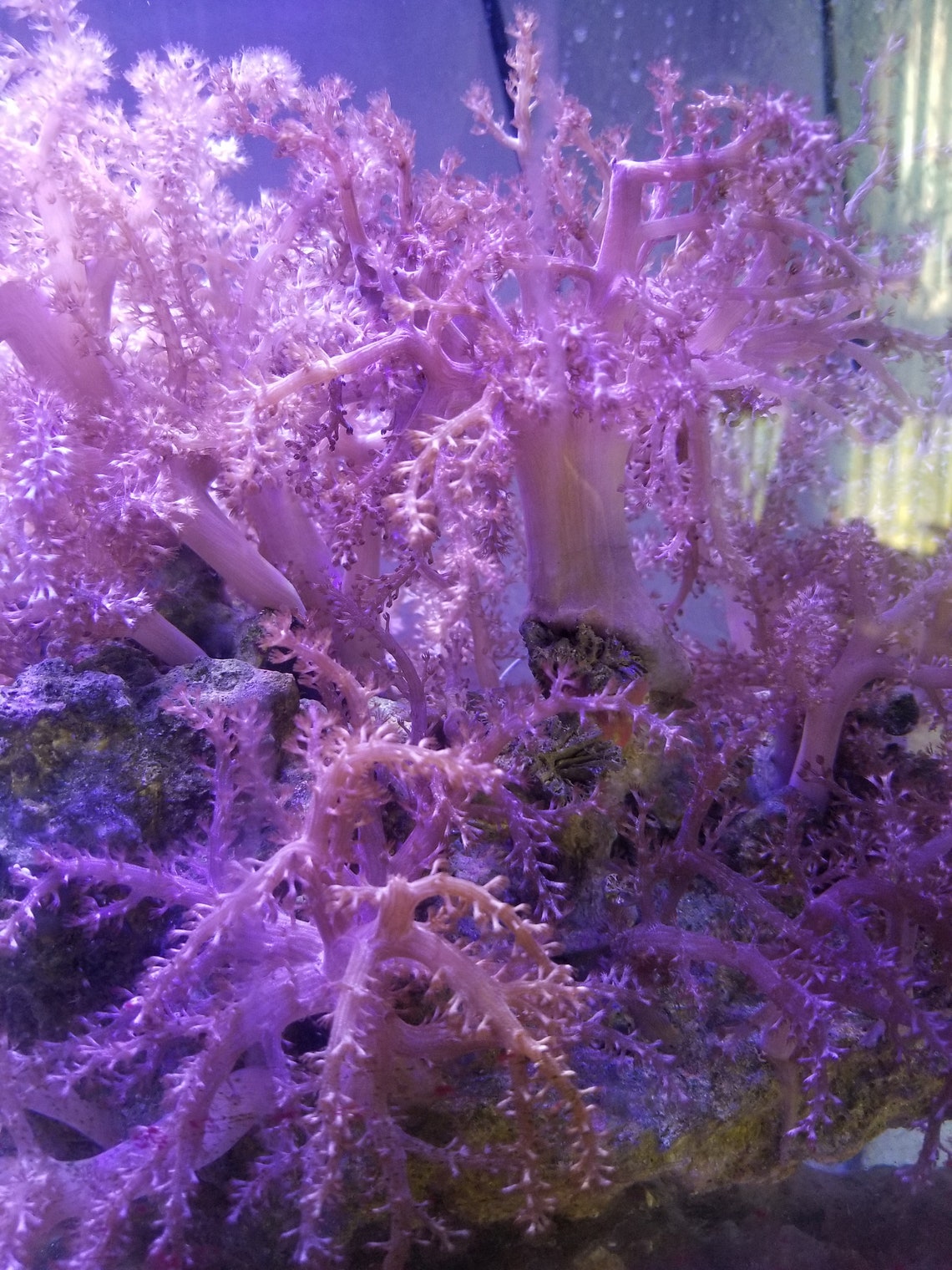 LIVE Pink Kenyan Tree Leather Soft Coral TWO Mounted Frags Etsy Kenyan frags