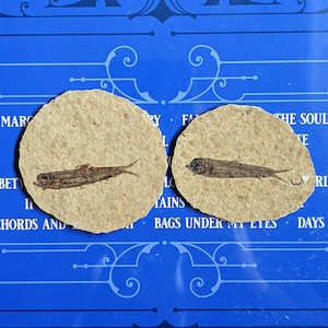 Fish Fossils (you choose), Knightia Fossil, Wyoming