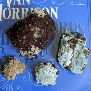 May include: Four different types of lichen, including a brown lichen with white spots, a gray lichen with white spots, a tan lichen with white spots, and a gray lichen with brown spots.