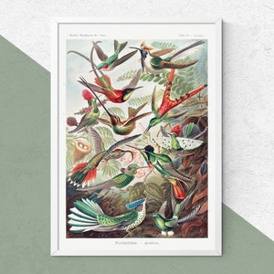 Birds of Paradise || Antique Reproduction Print. Antique Bird Print, Vintage Botanical Print, Vintage Bird Print, Vintage Wall Art. #EH17