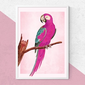 Pink Parrot Print || Vintage Bird Wall Art, Vintage Print, Antique Bird Print, Pink Bird, Unusual Prints, Bird Print, Pink Decor, Pink Home.