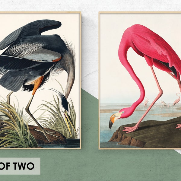 Set of 2 Bird Prints || Vintage Bird Illustration - Antique Reproduction. Vintage Botanical Art, Vintage Flamingo Print, Bird Prints BD-S3