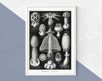 1933 Antique Mushroom identification Chart Print Fungus Wall art home decor vintage Fungi print