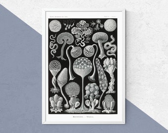 1933 Antique Mushroom identification Chart Print Fungus Wall art home decor vintage Fungi print