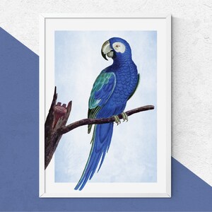 Blue Parrot Print || Vintage Bird Wall Art, Vintage Print, Antique Bird Print, Blue Bird, Unusual Prints, Bird Print, Blue Decor, Blue Home.