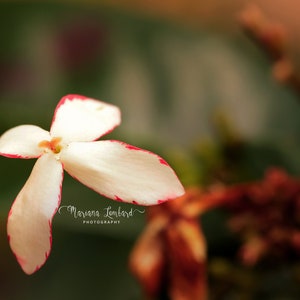 Flowers | Nature | Garden | Outdoors | Yard |