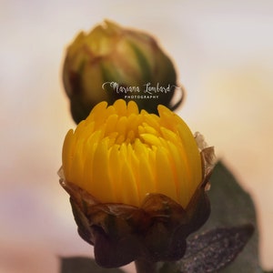 Florals | Nature | Flowers | Yellow Flowers | Outdoors | Beautiful Flowers
