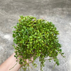 Dischidia Nummularia Small Leaves