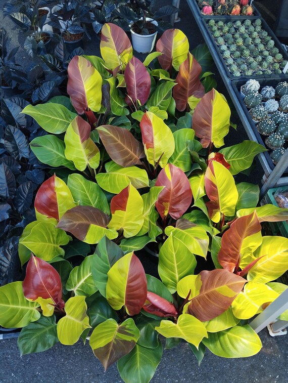 red prayer plants Red Prayer Plant - Medium (8-12