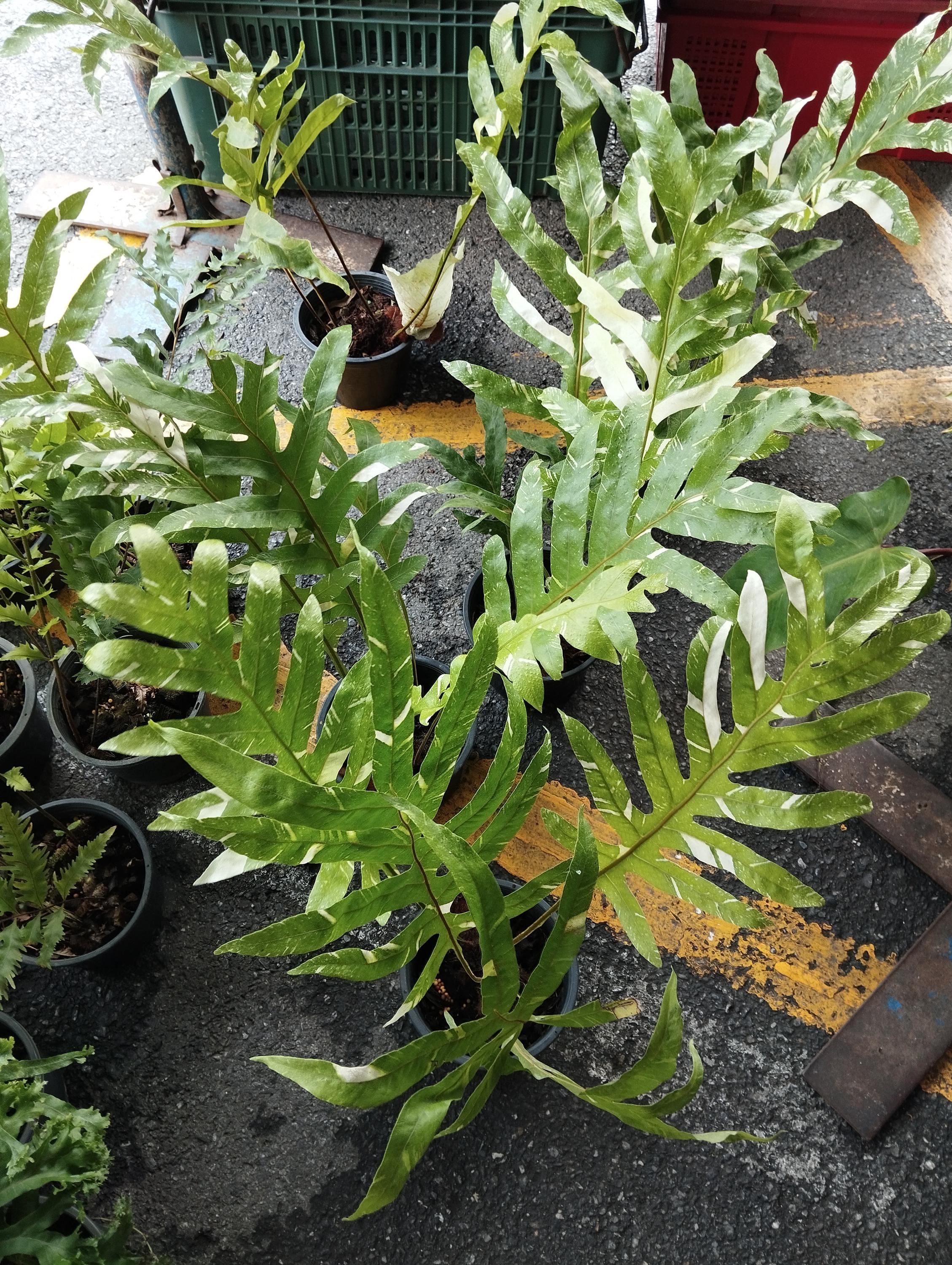 ア*ー様 2 Drynaria quercifolia Variegated Drynaria Quercifolia Variegated/oak Leaf Fern Variegated - Etsy