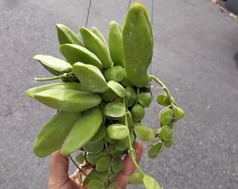 Dischidia Major - Etsy