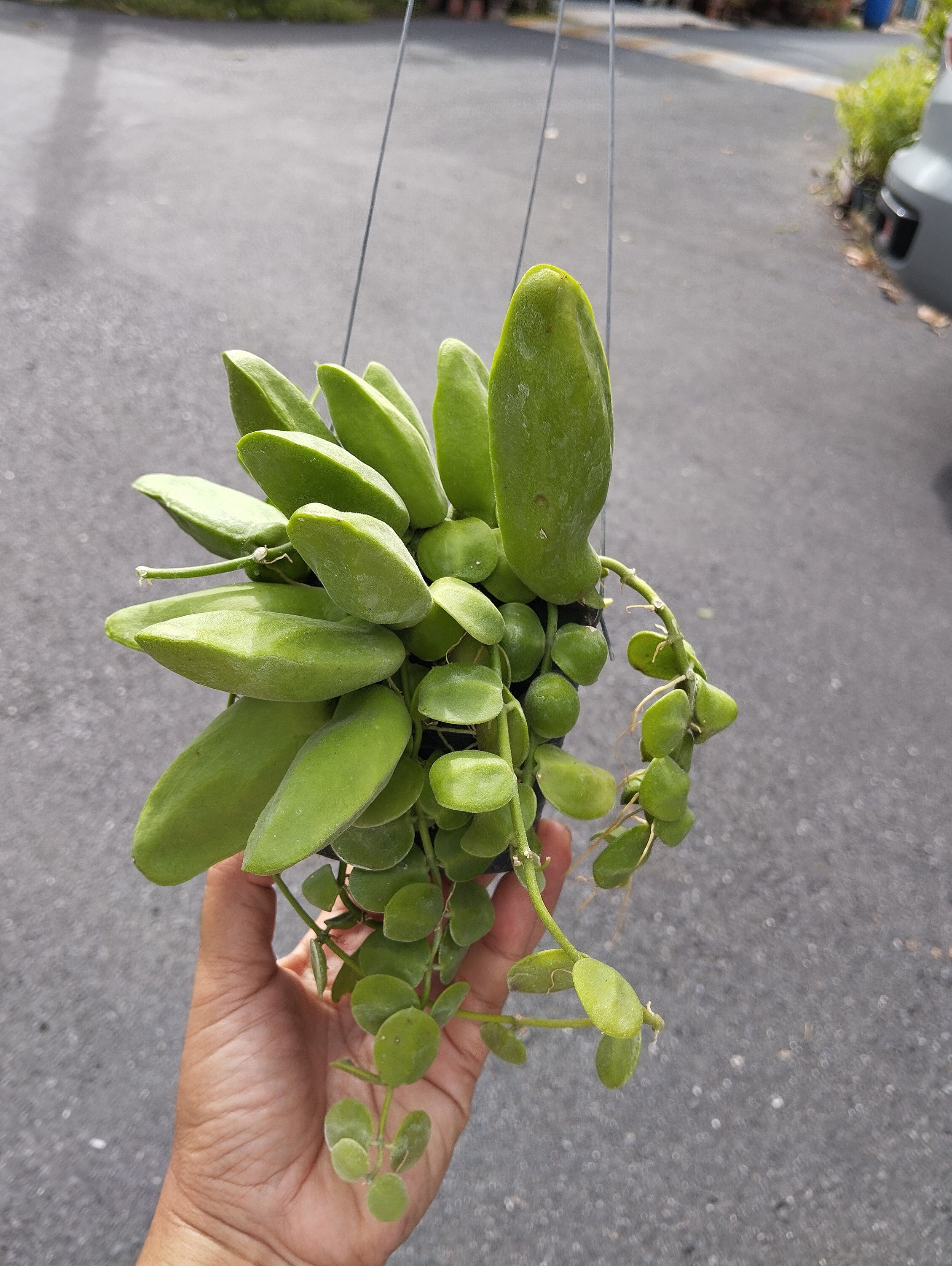 Dischidia Major - Etsy
