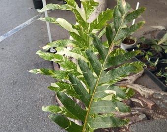 Drynaria Quercifolia Variegated/oak Leaf Fern Variegated - Etsy