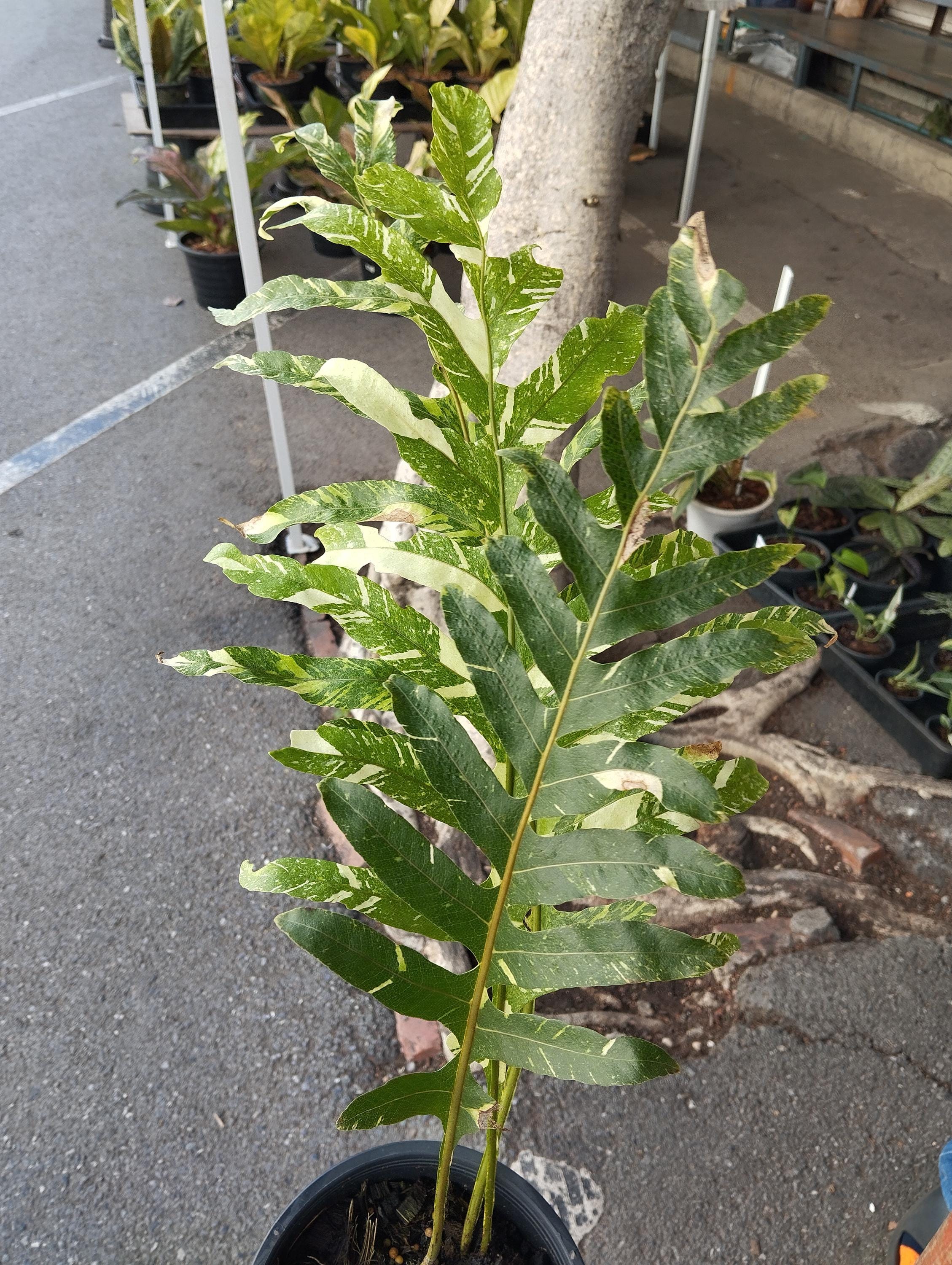 ア*ー様 2 Drynaria quercifolia Variegated Drynaria Quercifolia Variegated/oak Leaf Fern Variegated - Etsy