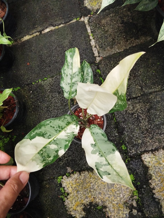 Aglaonema Manila Pride Variegated - Etsy
