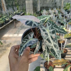 Alocasia Bambino roze albo bont
