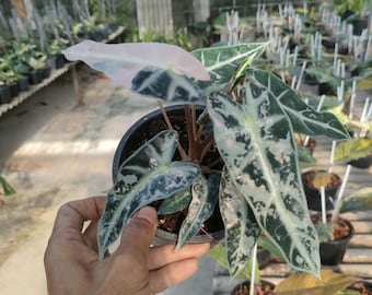 Alocasia Bambino rosa albo abigarrada
