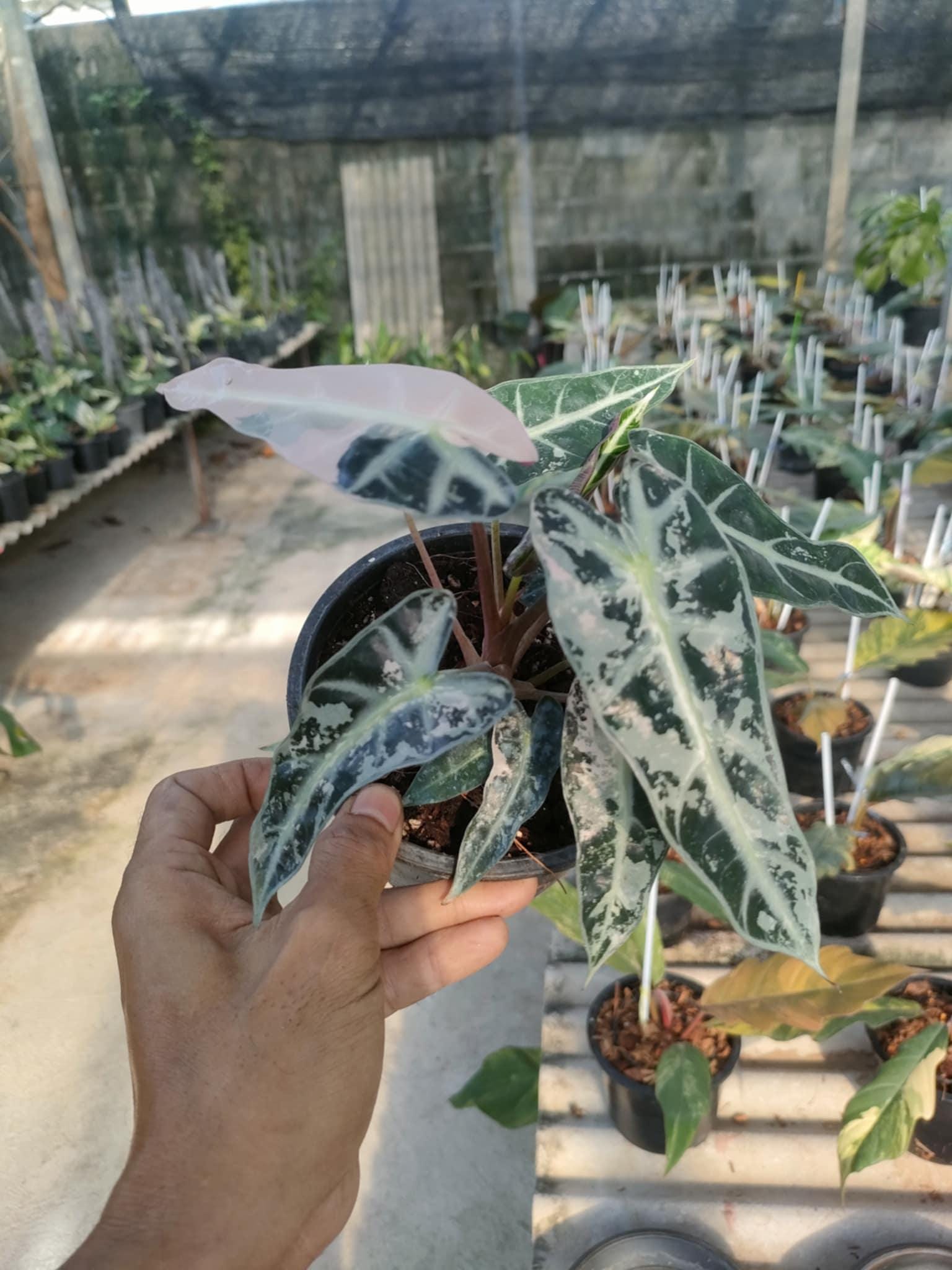 Alocasia Bambino Pink Albo Variegated - Etsy Canada