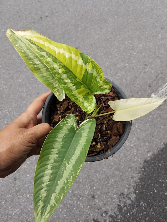 Schismatoglottis Wallichii Variegated - Etsy