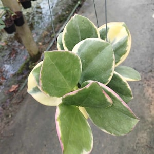 Hoya Pachyclada Variegated