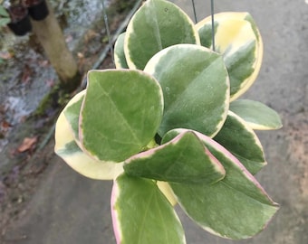 Hoya Pachyclada Variegated