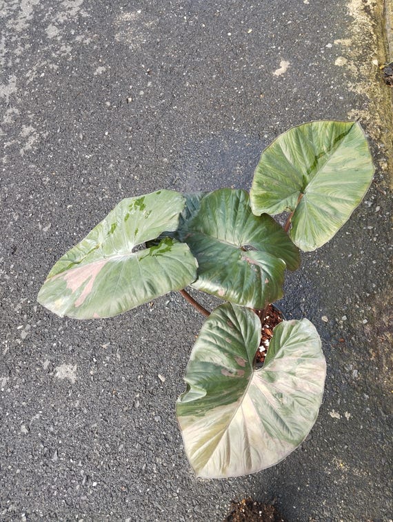 Alocasia Serendipity Variegated - Etsy