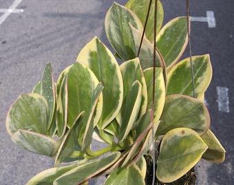 Hoya Pachyclada Variegata