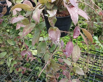 Hoya Walliniana splash