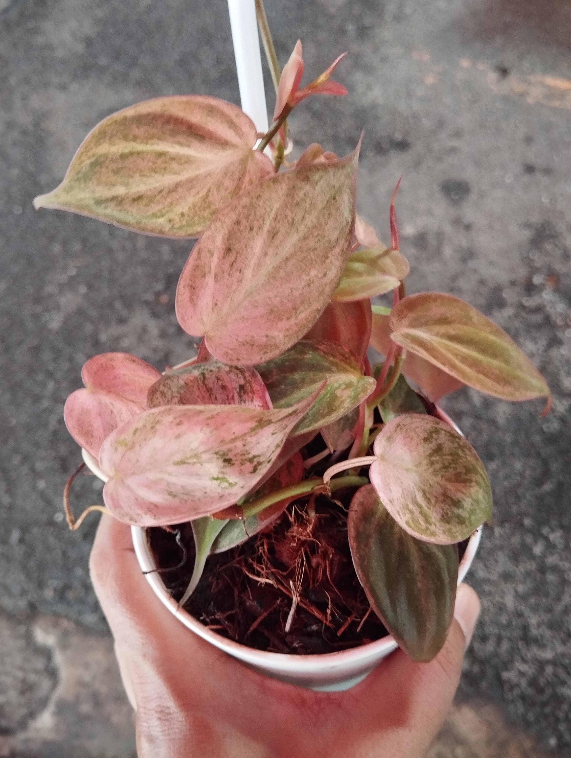 Philodendron micans - Etsy 日本