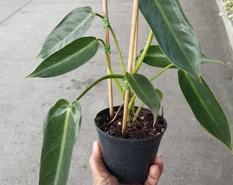 Philodendron Lelano Miyano Rare Collection Seedling Size 2-5