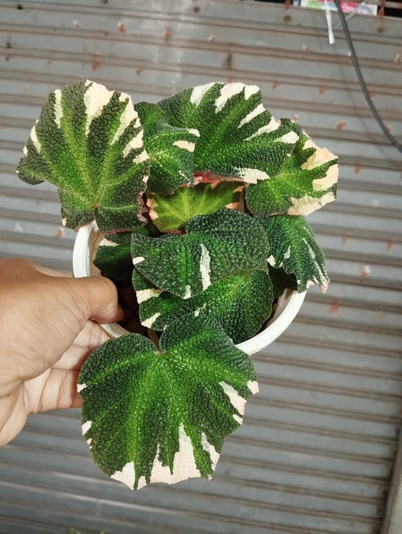 Begonia Soli Mutata Variegated - Etsy