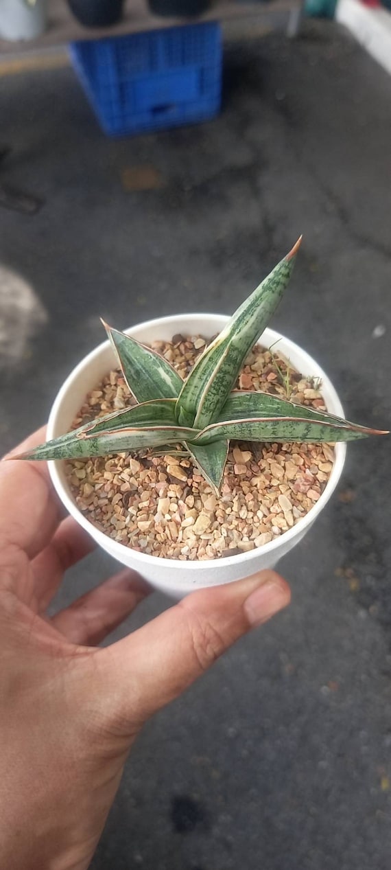 Sansevieria Lavranos 1970 Silver Clone Variegated (S) - Etsy