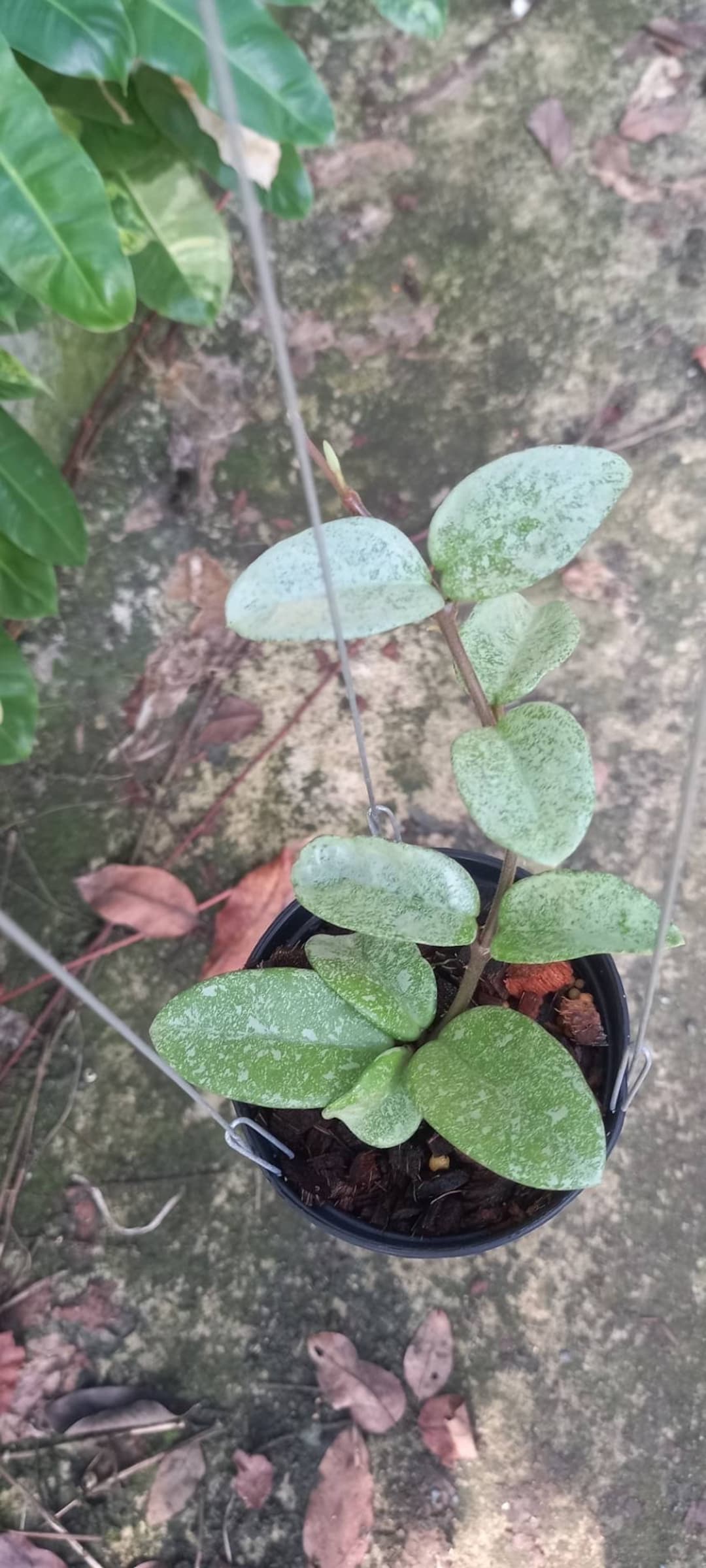 Hoya Carnosa Nova Ghost - Etsy