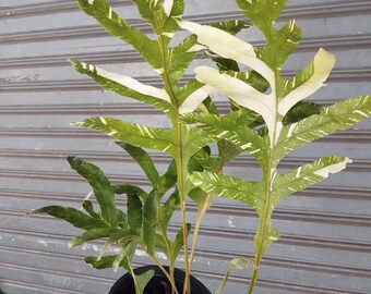 Drynaria Quercifolia Variegated/oak Leaf Fern Variegated - Etsy