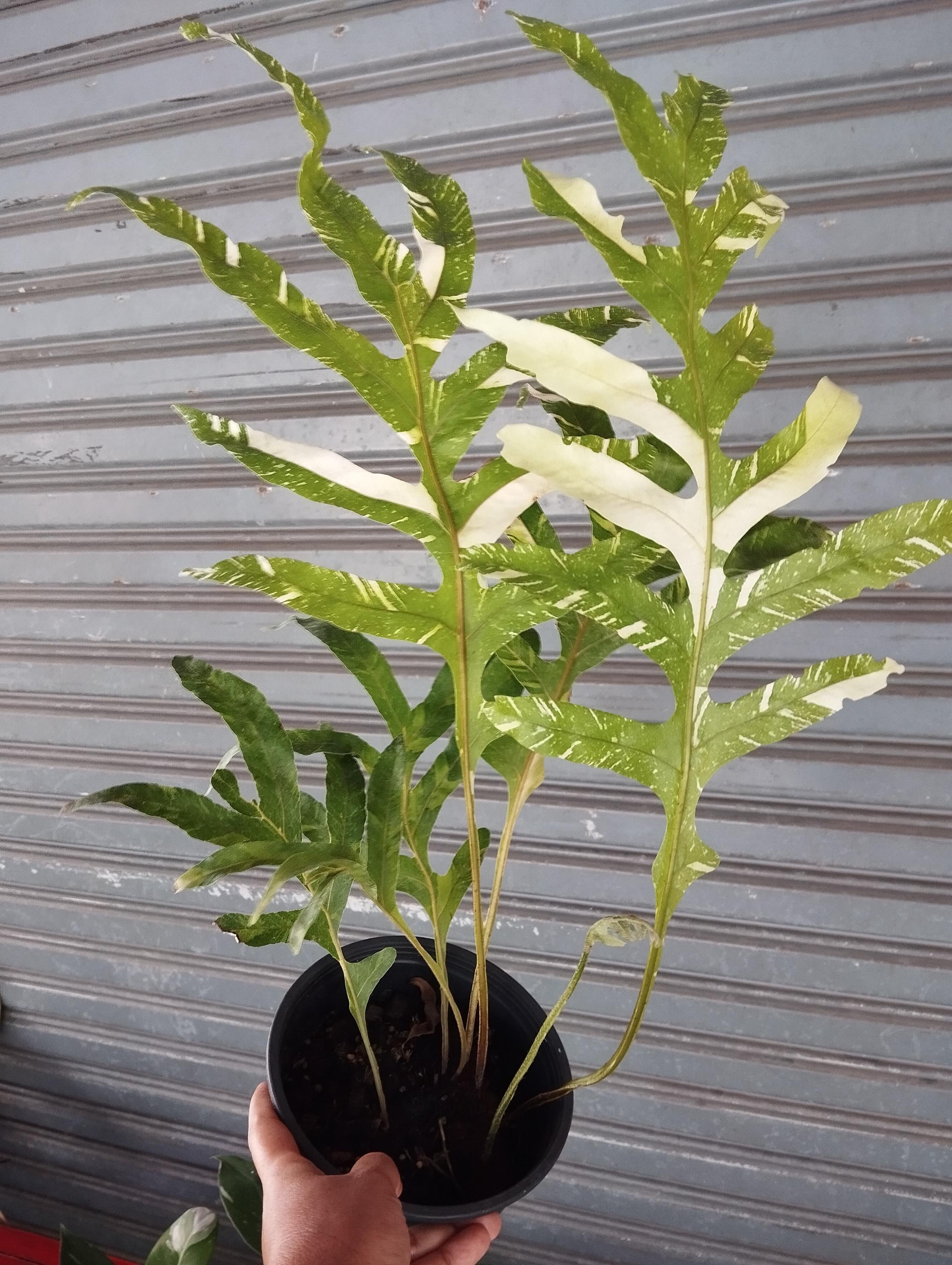 その他観葉植物 1 Drynaria quercifolia Variegated Drynaria Quercifolia Variegated/oak Leaf Fern Variegated - Etsy UK