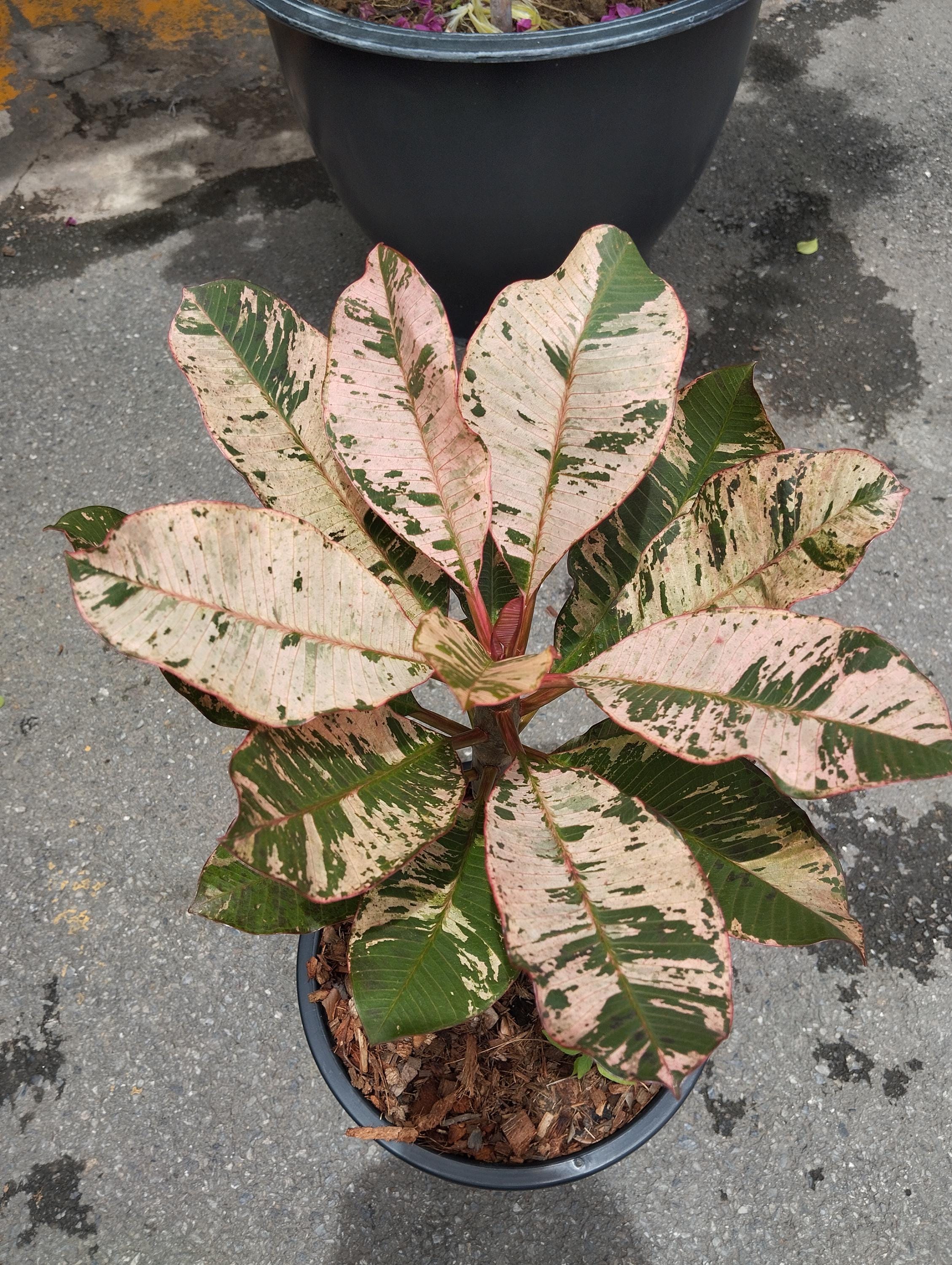 斑入り プルメリア Plumeria variegated - Etsy 日本