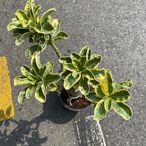 Adenium Obesum Variegated