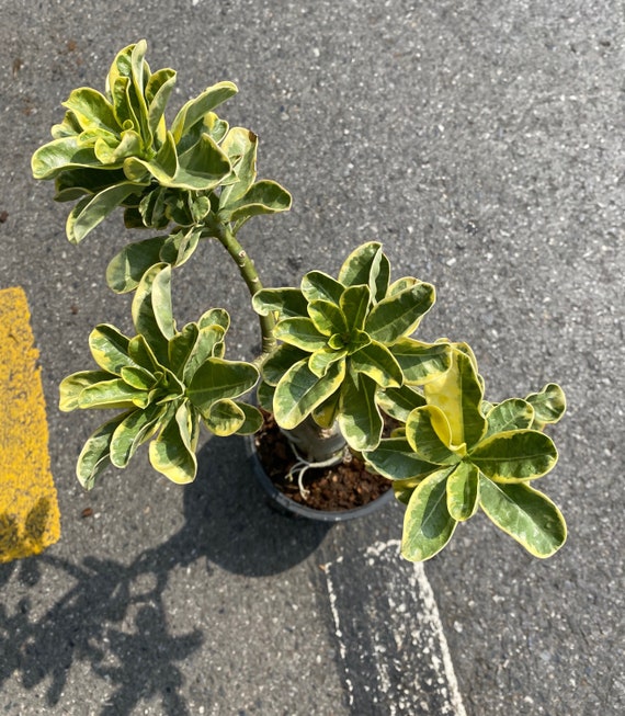 トップブランドのファッション アデニウム オベスム 斑入り - Etsy 日本 塊根植物・コーデックス